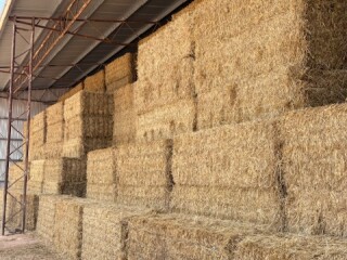 Shedded Wheaten Hay 1